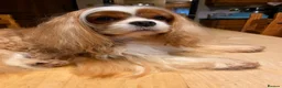 Cavalier King Charles Spaniel dogs for sale: Stunning cavalier boys  - Advert 11
