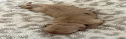 Golden Retriever dogs for sale: Golden Retriever Puppies (From 2 x Champion line) - Advert 22