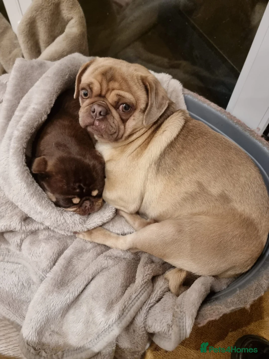Pug dogs for stud: KC Lilac fawn pug for stud in Cockermouth - Advert 14