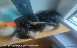 Bengal cats for sale: Adorable Brown Marble Bengal Kittens  - Image 9