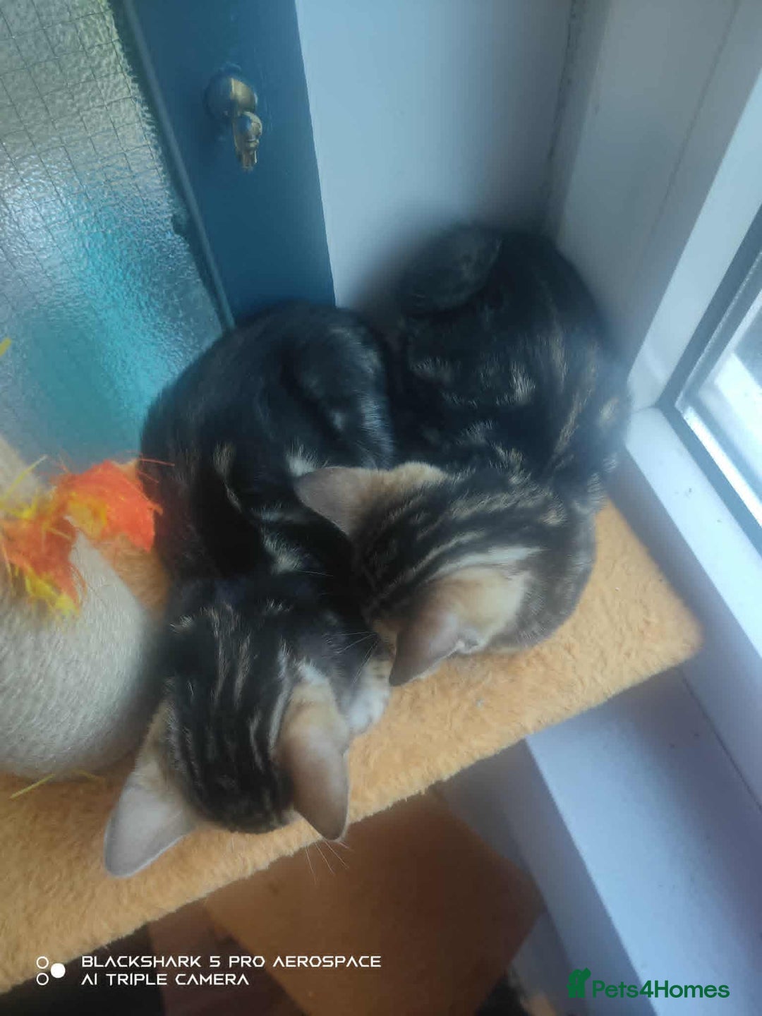 Bengal cats for sale: Adorable Brown Marble Bengal Kittens  - Image 9