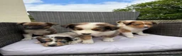 Border Collie dogs for sale: 5 Beautiful Puppies for sale🐾 - Advert 11