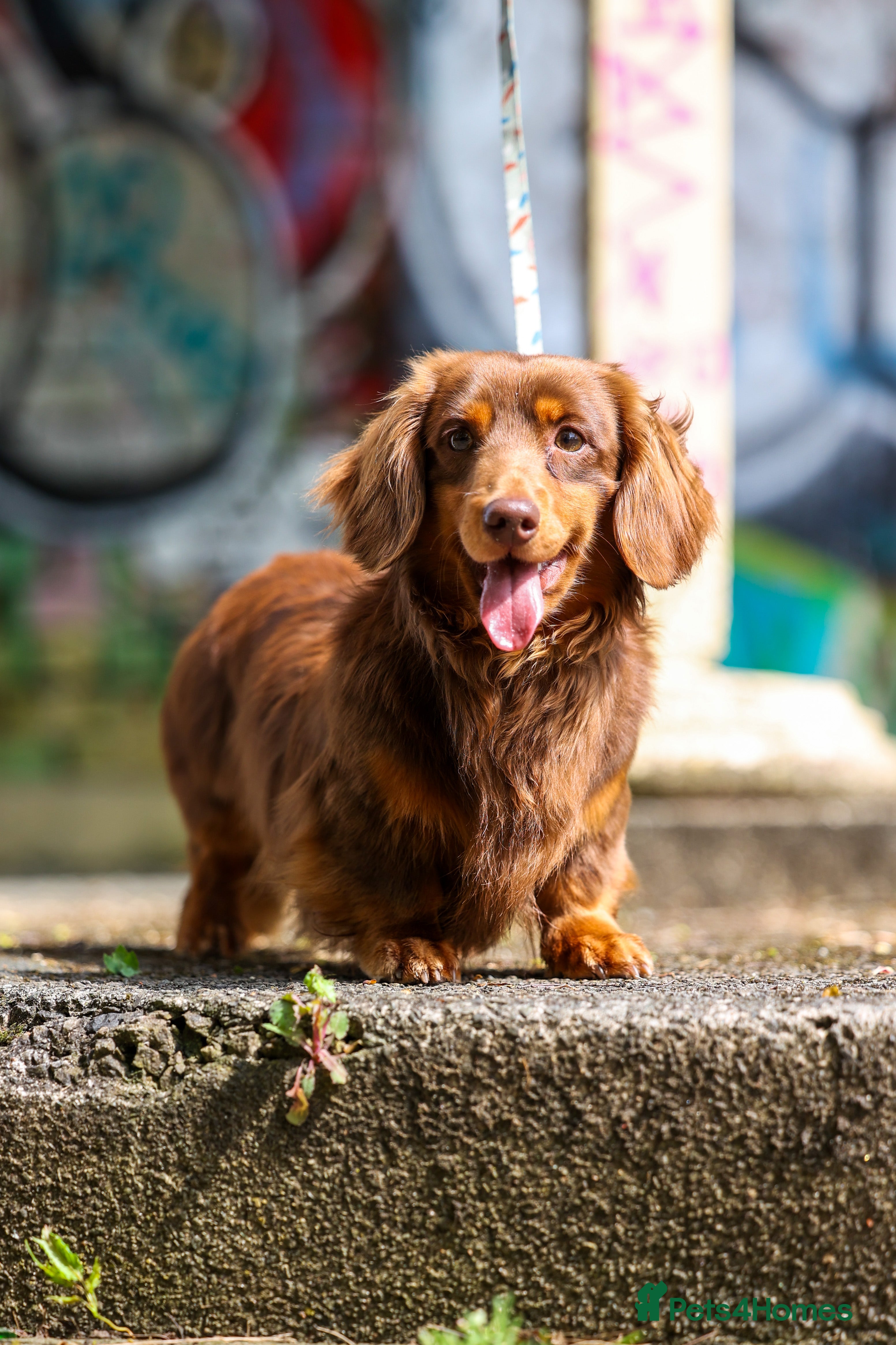 Miniature Dachshund dogs for stud: SLINKY (stud) in Liverpool - Advert 2