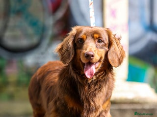 Miniature Dachshund dogs SLINKY (stud) in Liverpool - Advert 17