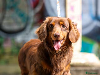 Miniature Dachshund dogs SLINKY (stud) in Liverpool - Advert 11