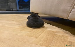 Mini Lop rabbits for sale: Two black mini lops - Image 10