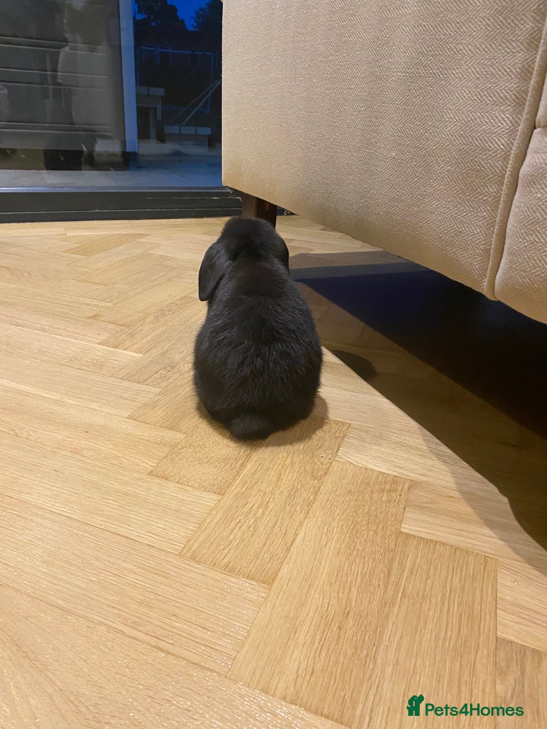 Mini Lop rabbits for sale: Two black mini lops - Image 10