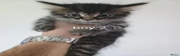 Mixed Breed cats for sale: 4 Kittens (2 Boys 2 Girls) for Sale - Advert 2
