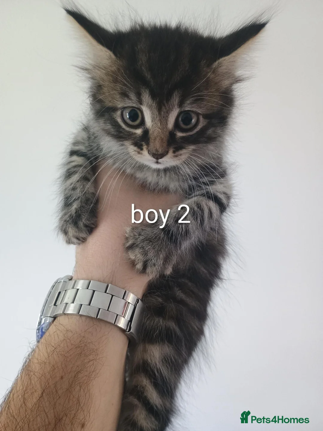 Mixed Breed cats for sale: 4 Kittens (2 Boys 2 Girls) for Sale - Advert 2