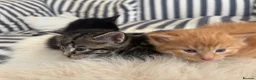 Mixed Breed cats for sale: Beautiful tabby kittens - Advert 5