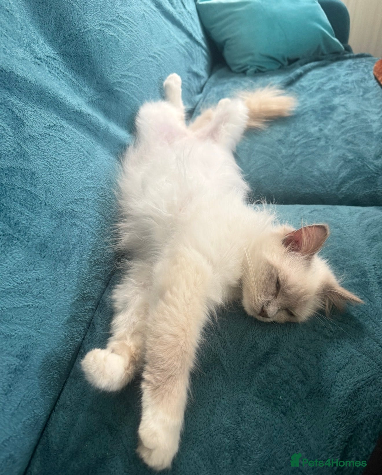 Mixed Breed cats Ragdoll x Maine Coon  - Advert 18