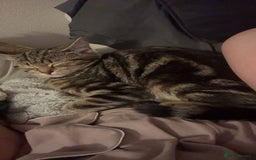 Domestic Shorthair cats for sale: FREE TO GOOD HOME - Image 5