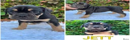 Olde English Bulldogge dogs for sale: Champion Sired Health Tested OEB puppies - Advert 2