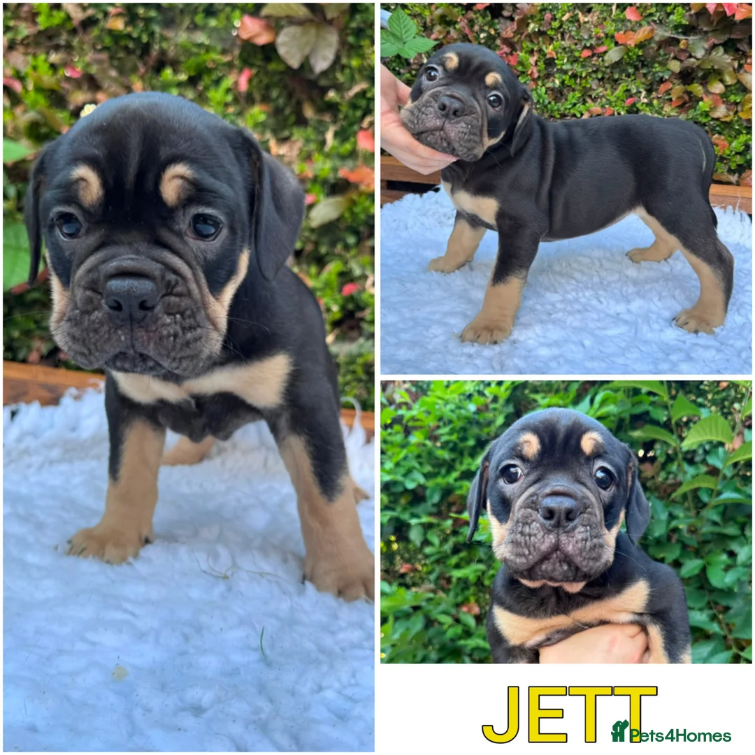 Olde English Bulldogge dogs for sale: Champion Sired Health Tested OEB puppies - Advert 2