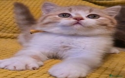 British Shorthair cats for sale: Pedigree, British Shorthair, TICA reg kittens - Image 6
