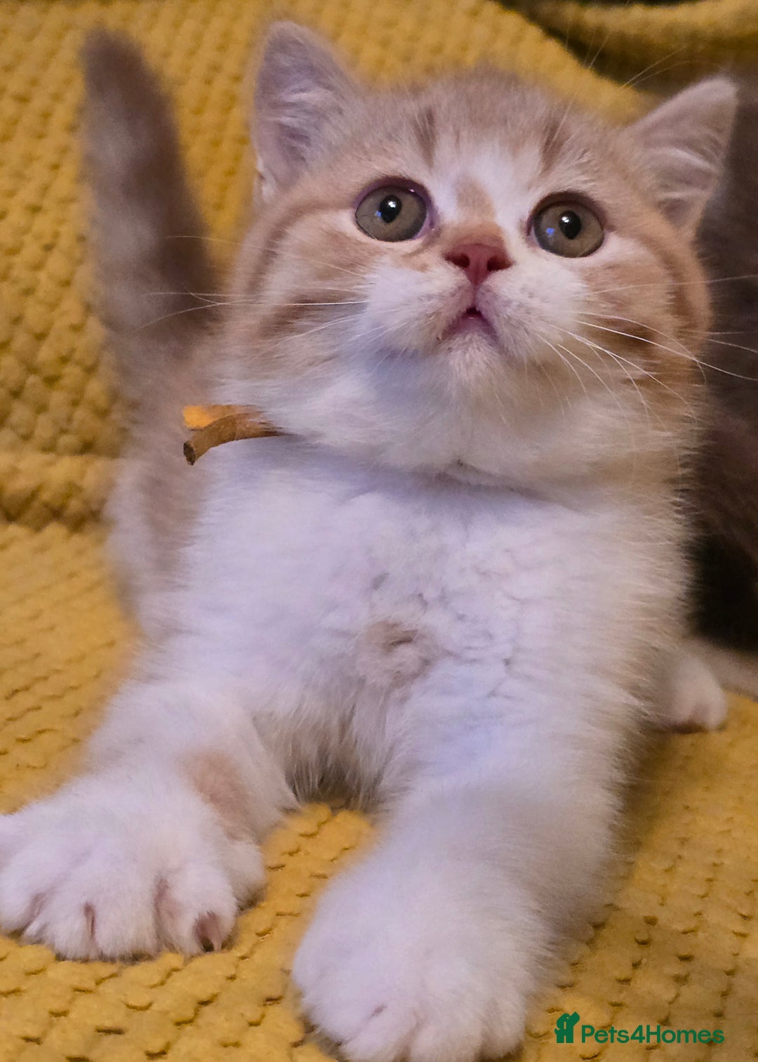 British Shorthair cats for sale: Pedigree, British Shorthair, TICA reg kittens - Image 6