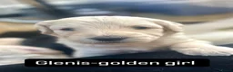 Double Doodle dogs for sale: Beautiful Golden St Bernadoodle Puppies for Sale  - Advert 34