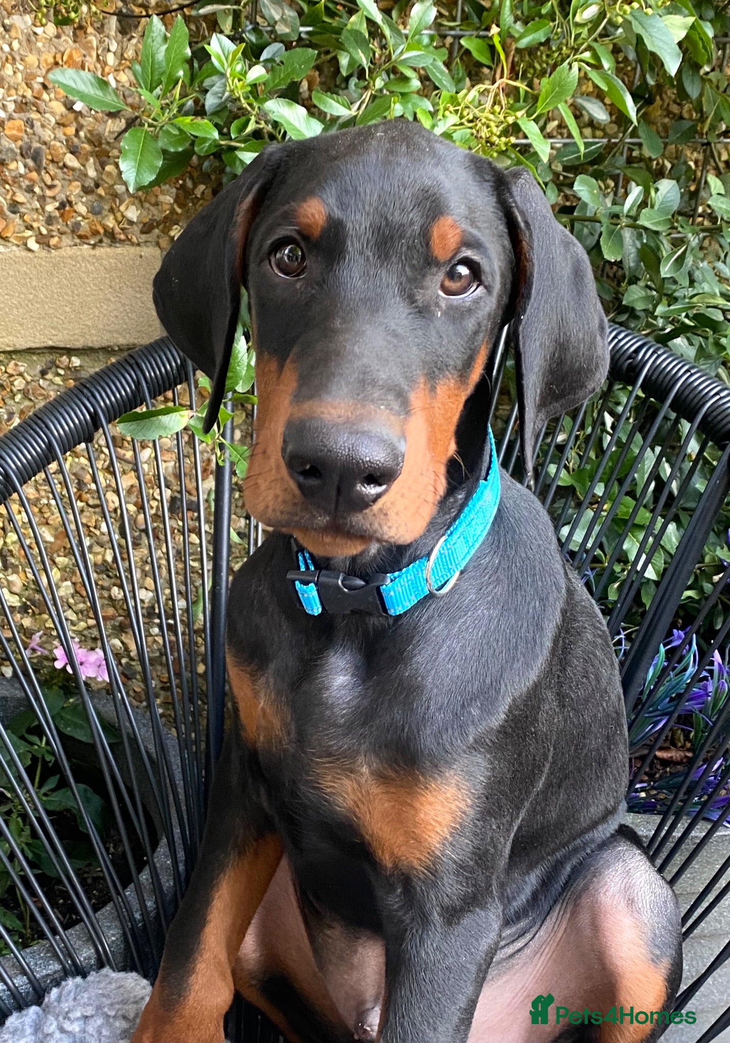 Dobermann dogs *KC REGISTERED* HEALTH TESTED DOBERMAN PUPPIES - Advert 1