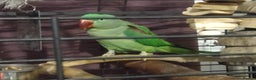 Parakeets birds for sale: Peggy  - Advert 3