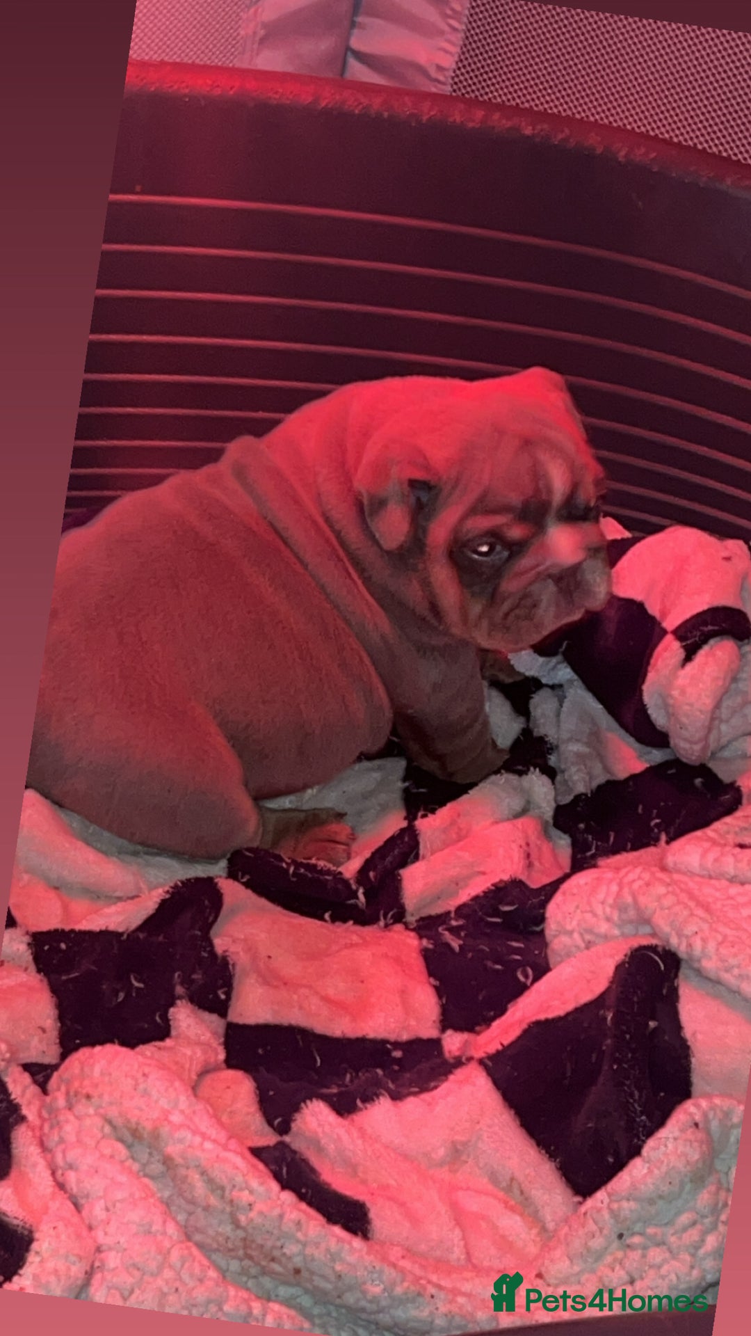 English Bulldog dogs for sale: English bulldogs - Advert 2