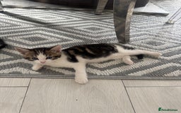 Domestic Shorthair cats for sale: Unique & Precious Kittens Seeking Forever Homes - Image 3