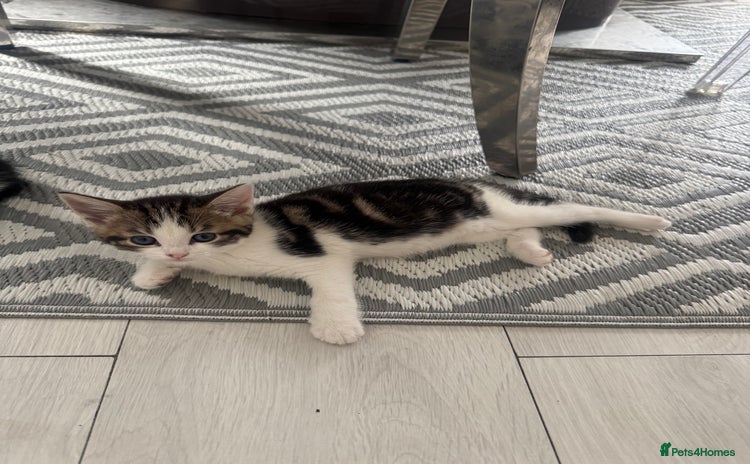 Domestic Shorthair cats - Advert 7