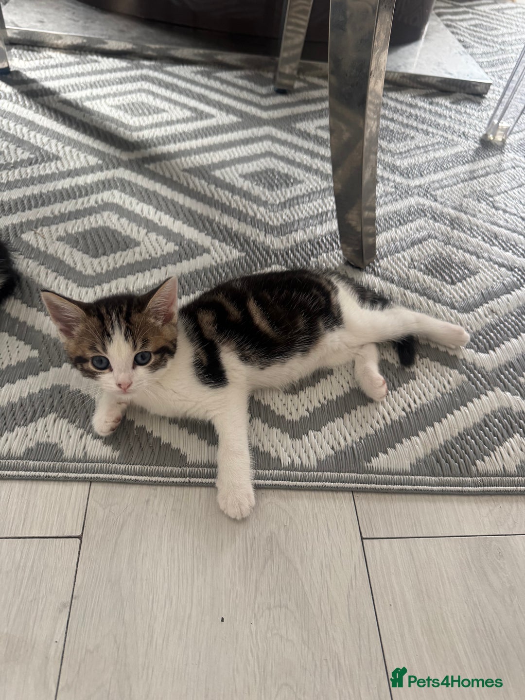 Domestic Shorthair cats for sale: Unique & Precious Kittens Seeking Forever Homes - Image 3