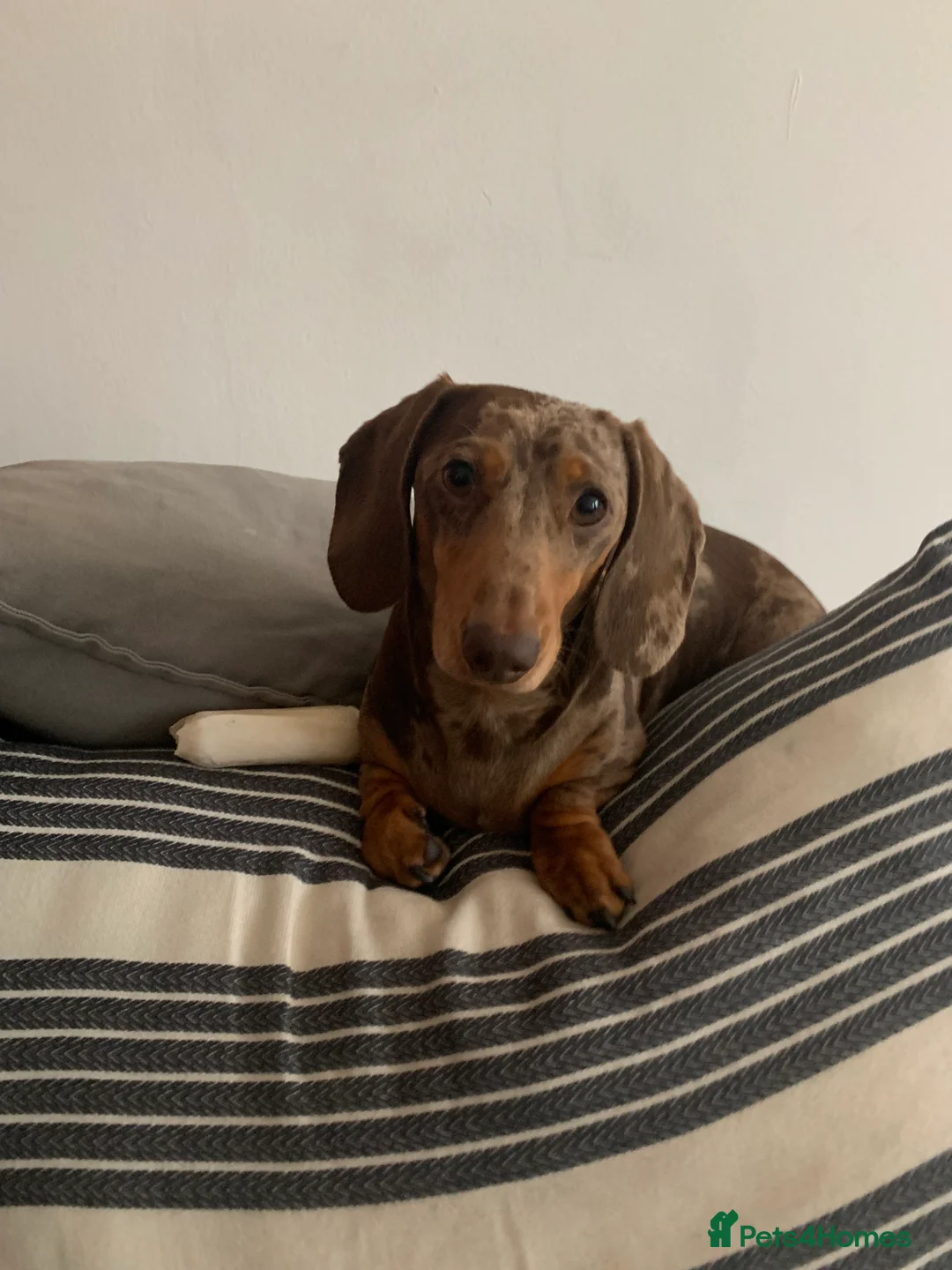 Miniature Dachshund dogs for stud: Richmond the sausage -KC Reg-DNA tested,Proven in Pentre - Advert 5