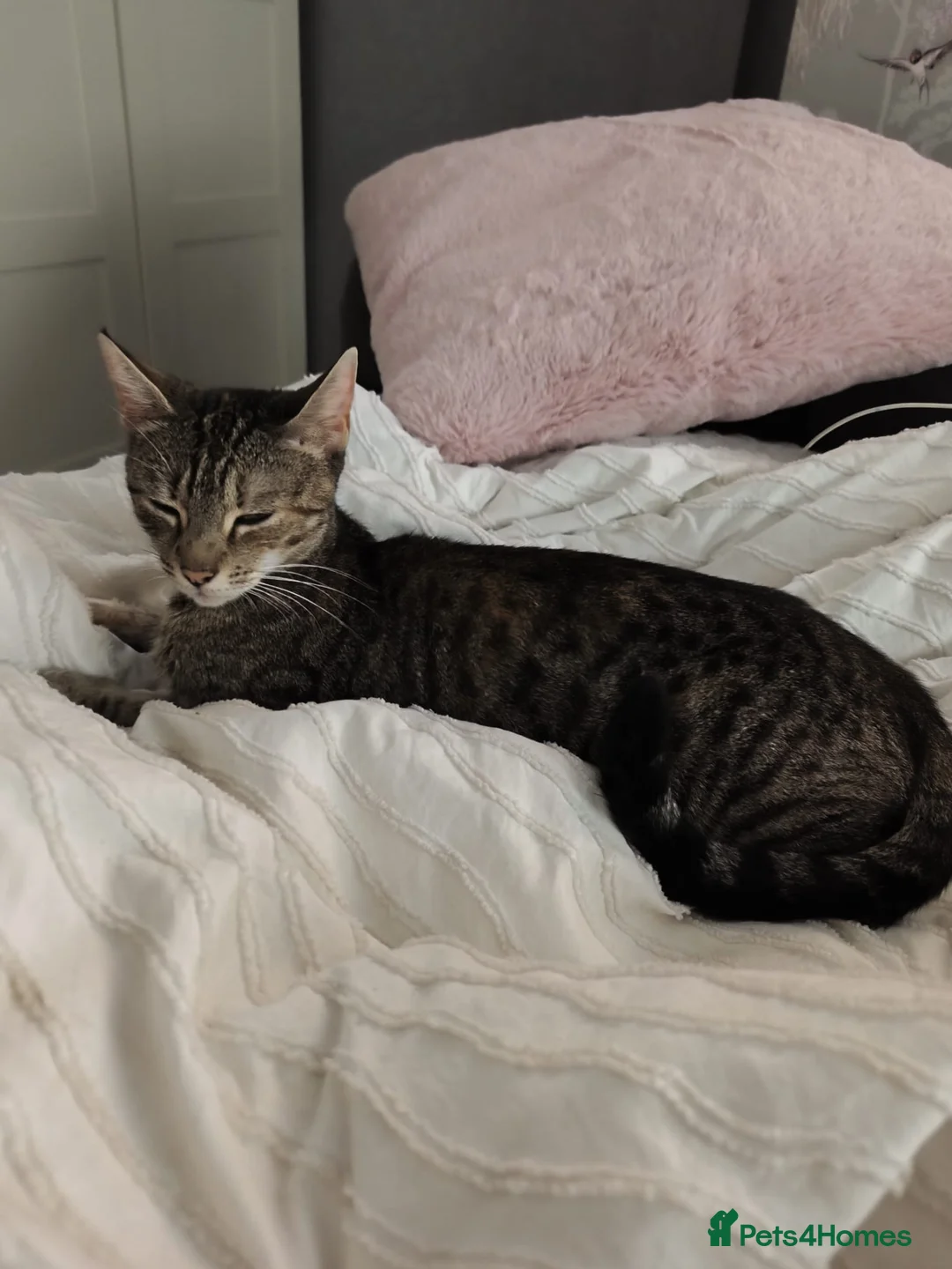 British Shorthair cats for sale: 2 tabby British shorthair kittens - Advert 1