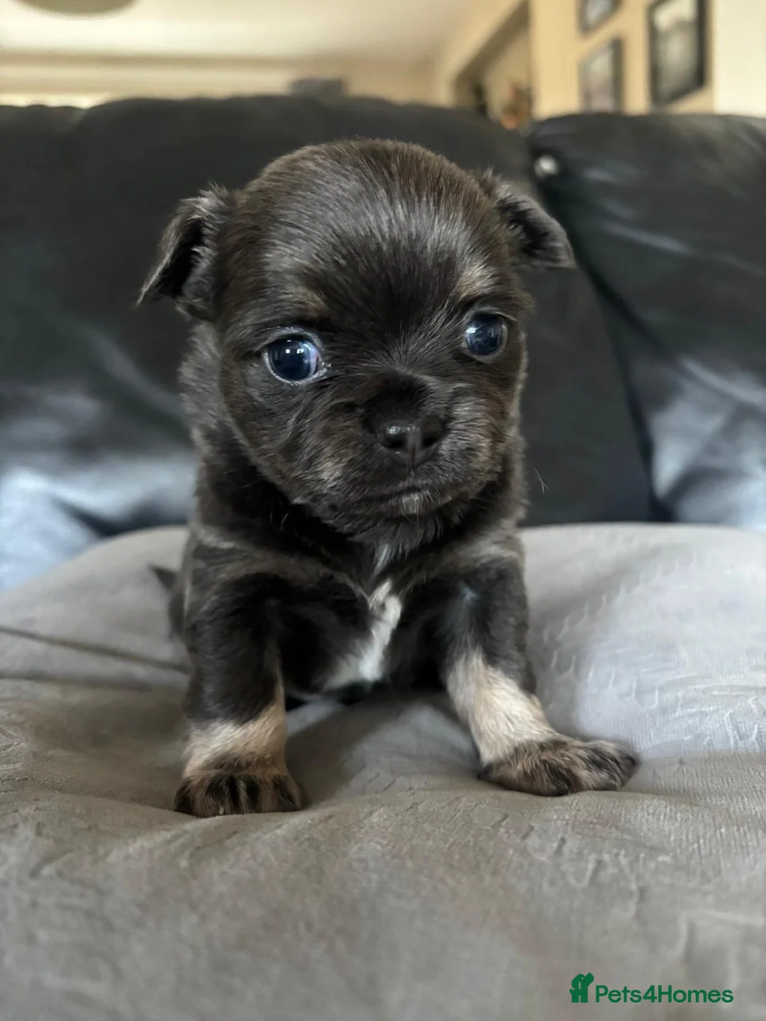 Chihuahua dogs for sale: Beautiful chihuahua puppies in Leatherhead - Advert 3