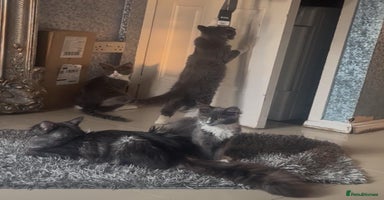 Maine Coon cats - Advert 3