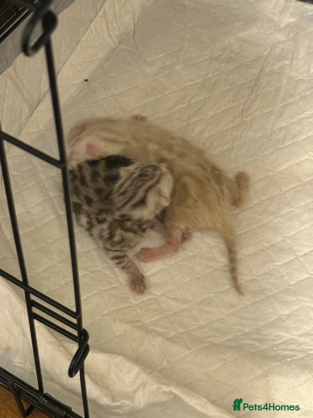 Bengal cats for sale: Pure Silver Bengal Female Available  in Banbury - Advert 2