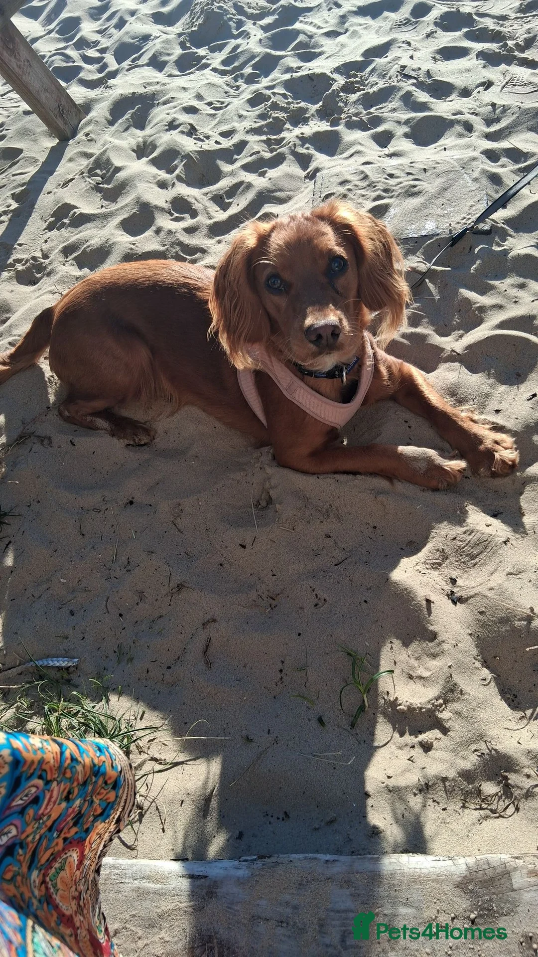 Cocker Spaniel dogs for sale: Red Cocker Spaniel Puppy in Bournemouth - Advert 6