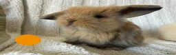 Mini Lion Lop rabbits for sale: Lionlop Bunnies  - Advert 10