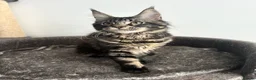 Maine Coon cats for sale: Gorgeous registered Maine coon girl- ready now - Advert 1