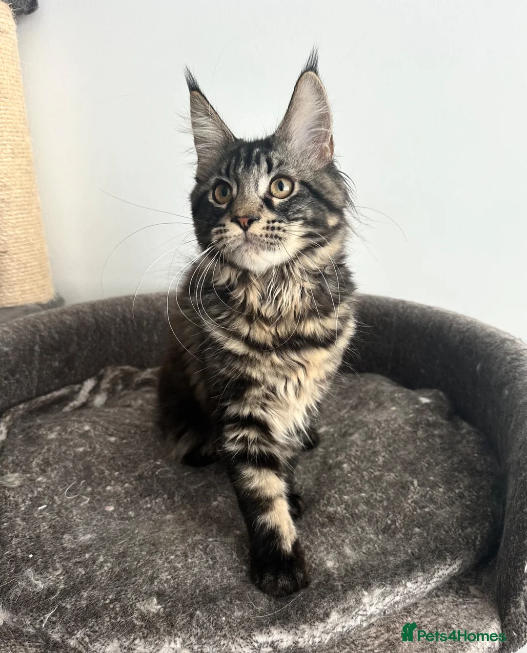 Maine Coon cats for sale: Gorgeous registered Maine coon girl- ready now - Advert 1