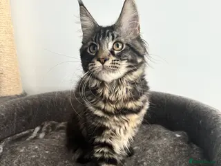 Maine Coon cats Gorgeous registered Maine coon girl- ready now - Advert 1