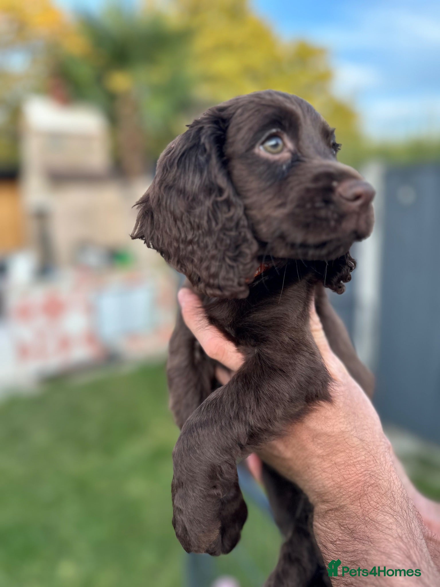 Cocker Spaniel dogs Working Cocker Spaniel Puppies  - Advert 1