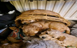 Cavapoo dogs for sale: 5* Beautiful cavapoo puppies 🐶 in Swansea - Image 10