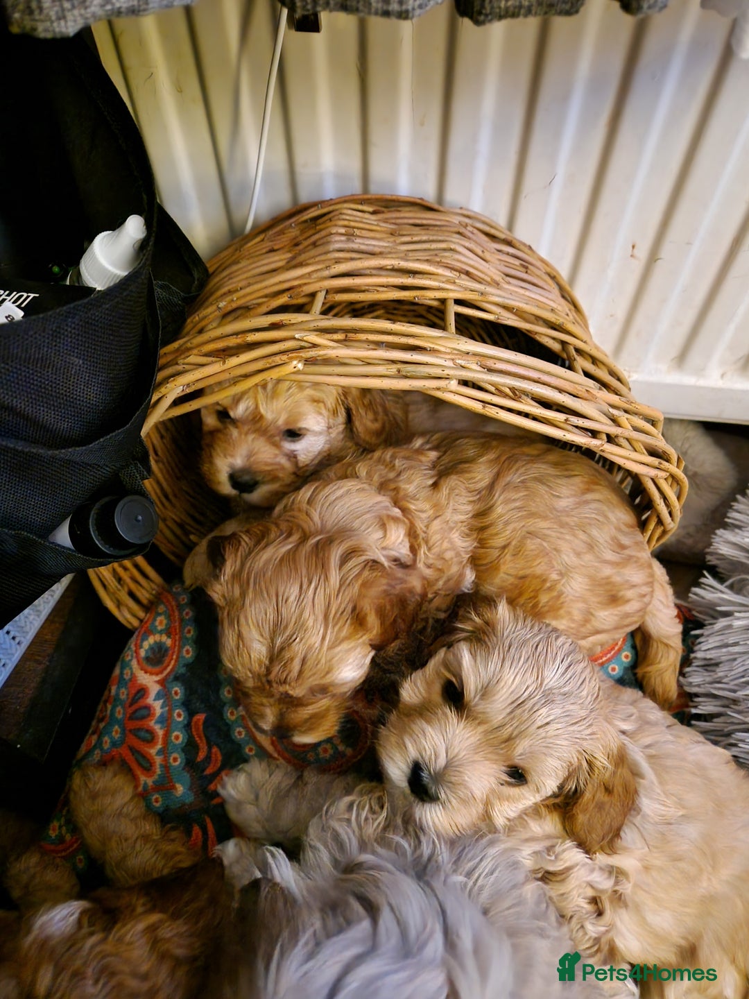 Cavapoo dogs for sale: 5* Beautiful cavapoo puppies 🐶 in Swansea - Image 10