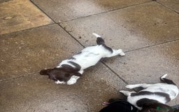 English Springer Spaniel dogs for sale: STUNNING L/W FEMALE PUPPY - Image 2