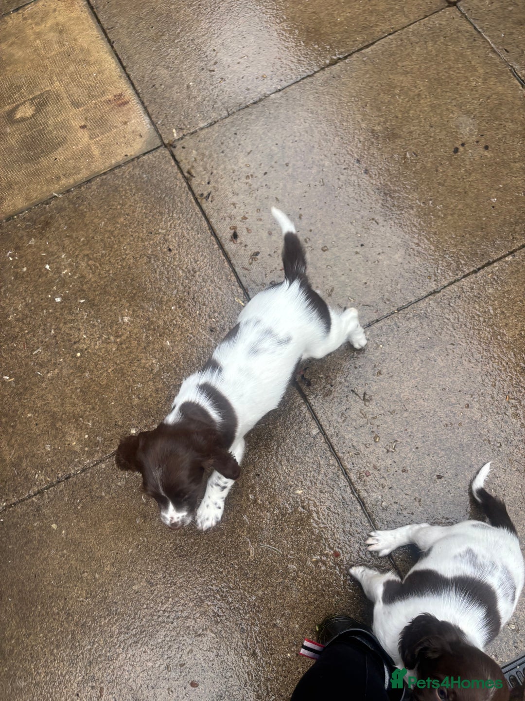 English Springer Spaniel dogs for sale: STUNNING L/W FEMALE PUPPY - Image 2