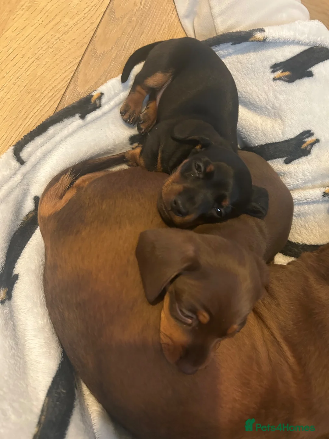 Miniature Dachshund dogs for sale: Miniature Dachshund. X1 Choc and tan available  - Advert 2