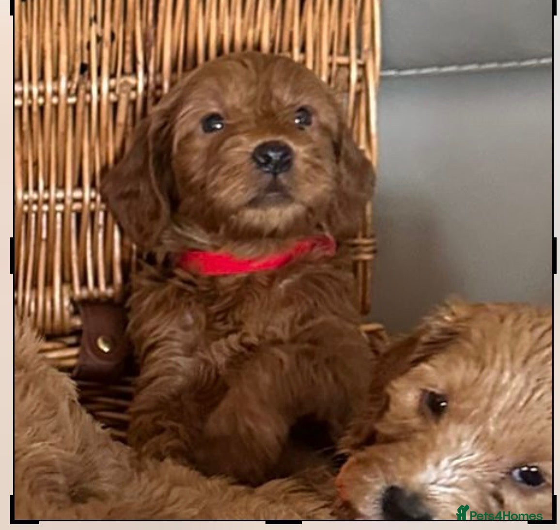 Cockapoo dogs F1 miniature Cockapoo  - Advert 1