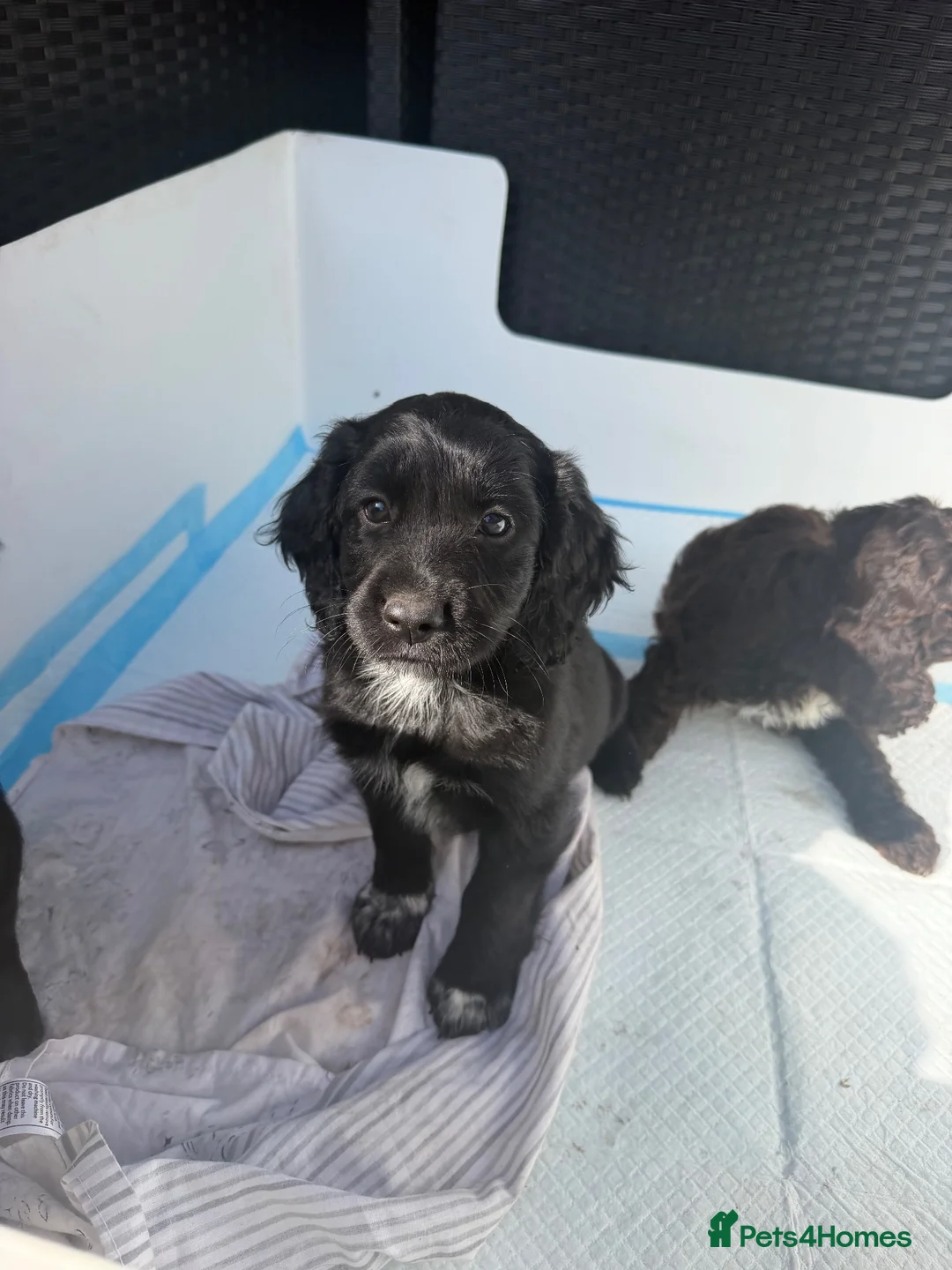 Cockapoo dogs for sale: LAST 2**Beautiful f1 cockapoos puppies  - Advert 18