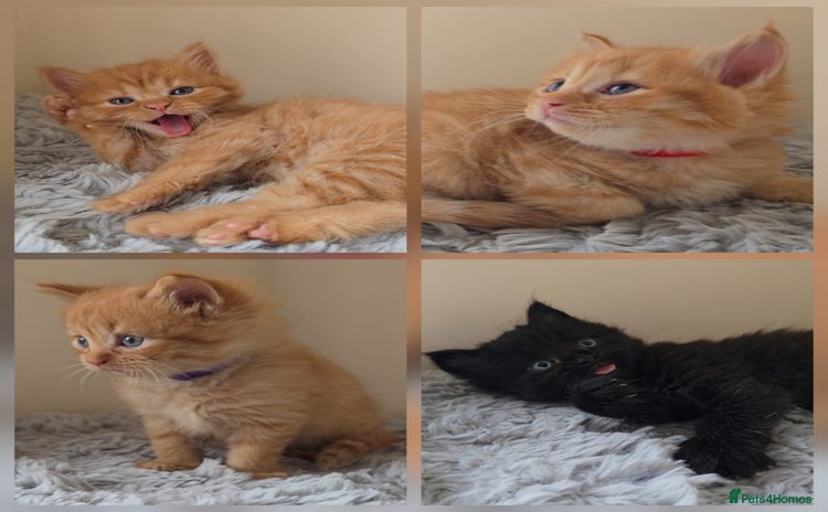 Persian cats - Advert 2