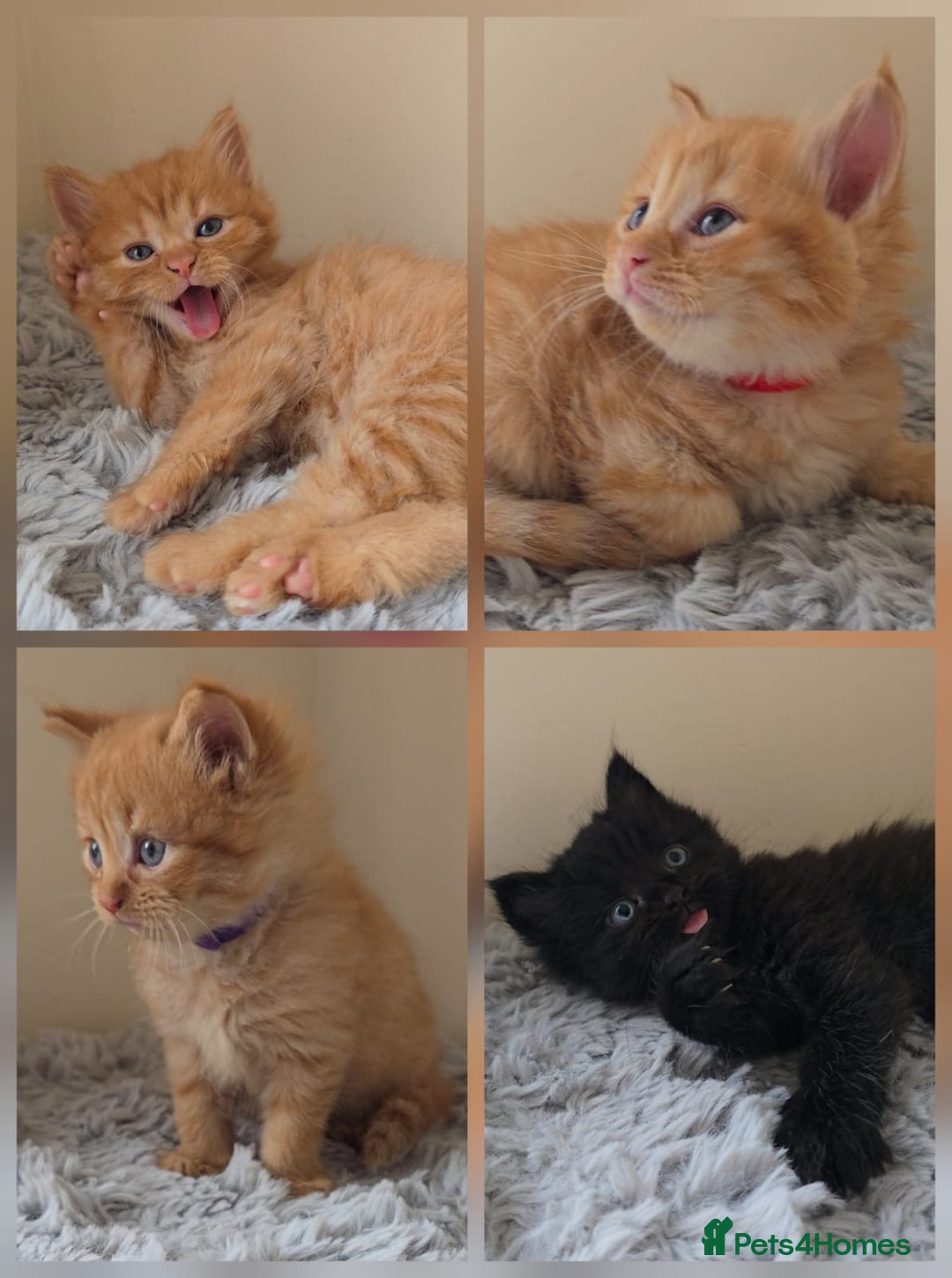 Persian cats for sale: Ginger and black fluffy kittens - Image 1