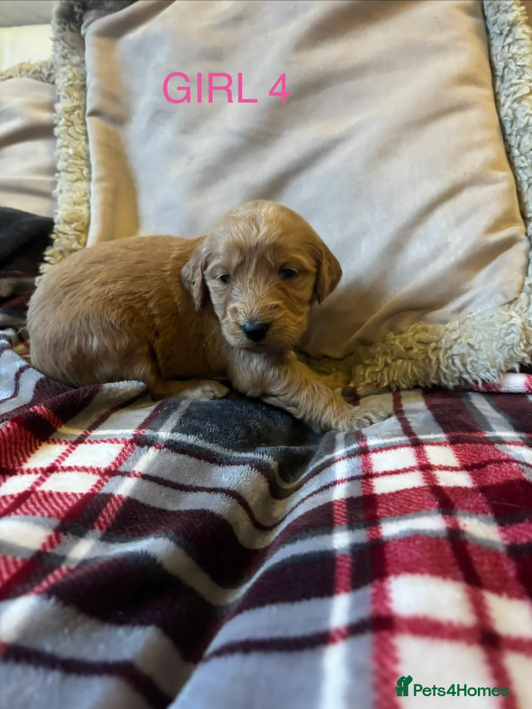 Goldendoodle dogs for sale: Goldendoodles in Aberdare - Advert 1