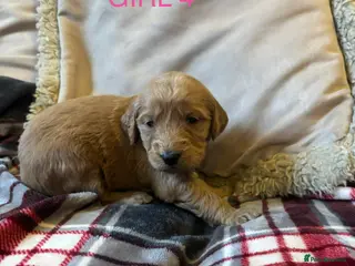 Goldendoodle dogs Goldendoodles in Aberdare - Advert 1