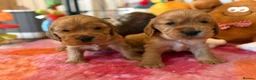 Cocker Spaniel dogs for sale: Gorgeous Golden Show Cockers - Advert 6